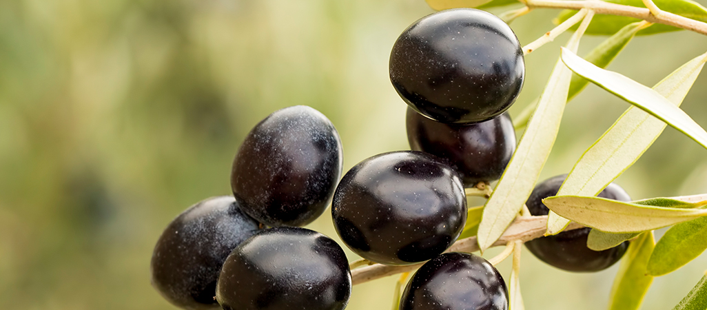Descubre qué contienen las aceitunas negras